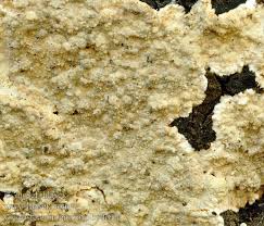 Attēlu rezultāti vaicājumam “Cystostereum murrayi”