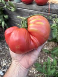 Afbeeldingsresultaat voor amish paste tomato