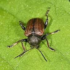 Attēlu rezultāti vaicājumam “Adoxus obscurus”