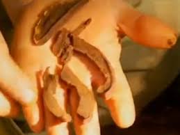 Attēlu rezultāti vaicājumam “Crataegus submollis fruit”