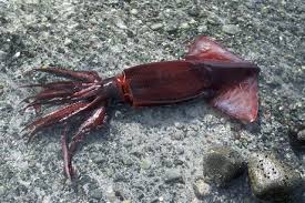 Image result for Dosidicus gigas