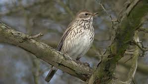 Image result for Turdus ruficollis