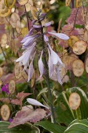 Image result for Hosta fortunei albomarginata