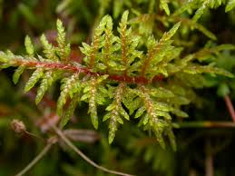 Attēlu rezultāti vaicājumam “Hylocomium splendens”