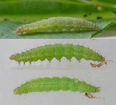 Attēlu rezultāti vaicājumam “Plutella xylostella”