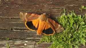 Attēlu rezultāti vaicājumam “Noctua fimbriata imago”