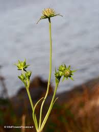 Attēlu rezultāti vaicājumam “Succisa pratensis bud”