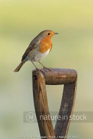 Attēlu rezultāti vaicājumam “Erithacus rubecula adult”