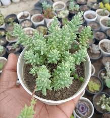 Attēlu rezultāti vaicājumam “Sedum hispanicum”
