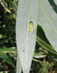 Attēlu rezultāti vaicājumam “Pontania proxima”