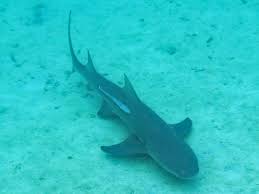 Image result for Negaprion acutidens