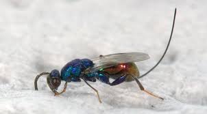 Attēlu rezultāti vaicājumam “Torymidae”