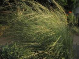 Attēlu rezultāti vaicājumam “Najas tenuissima leaf”