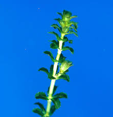 Attēlu rezultāti vaicājumam “Hydrilla verticillata”