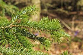 Attēlu rezultāti vaicājumam “Abies veitchii”