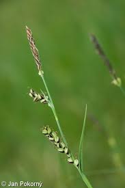 Attēlu rezultāti vaicājumam “Carex panicea”