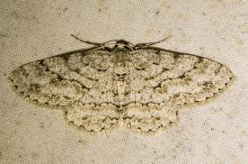 Attēlu rezultāti vaicājumam “Ectropis crepuscularia”