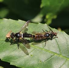 Attēlu rezultāti vaicājumam “Choerades sp.”