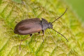 Attēlu rezultāti vaicājumam “Isomira murina”