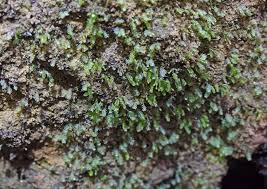 Attēlu rezultāti vaicājumam “Octospora splachnophila”