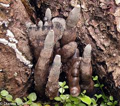 Attēlu rezultāti vaicājumam “Xylaria polymorpha”