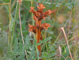 Attēlu rezultāti vaicājumam “Orobanche elatior flower”