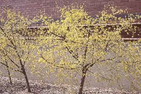 Attēlu rezultāti vaicājumam “Cornus mas”