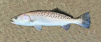 Image result for Cynoscion nebulosus