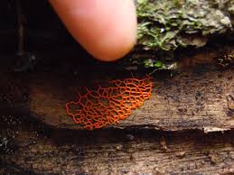 Attēlu rezultāti vaicājumam “Willkommlangea reticulata young”