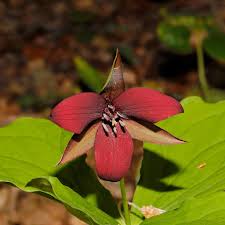 Attēlu rezultāti vaicājumam “Hemitrichia calyculata young”