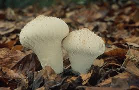 Attēlu rezultāti vaicājumam “Lycoperdon perlatum”