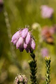 Attēlu rezultāti vaicājumam “Erica tetralix flower”
