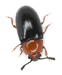 Attēlu rezultāti vaicājumam “Triplax russica”