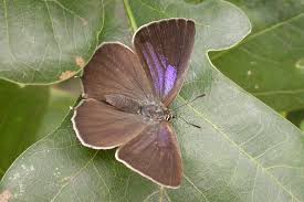 Attēlu rezultāti vaicājumam “Favonius quercus”