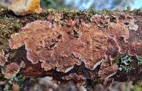 Attēlu rezultāti vaicājumam “Corticium roseum”