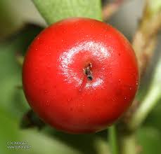 Attēlu rezultāti vaicājumam “Arctostaphylos uva-ursi fruit”