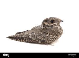 Attēlu rezultāti vaicājumam “Caprimulgus europaeus”