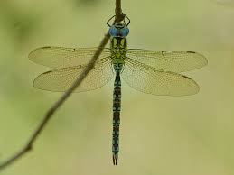 Attēlu rezultāti vaicājumam “Aeshna viridis”