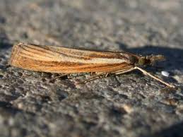 Attēlu rezultāti vaicājumam “Agriphila tristella”