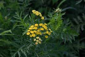 Attēlu rezultāti vaicājumam “Tanacetum vulgare flower”
