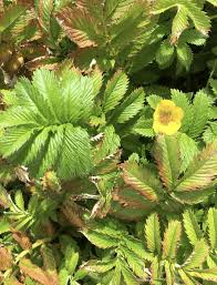 Image result for Potentilla anserina