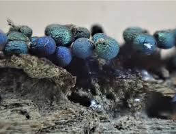 Attēlu rezultāti vaicājumam “Lamproderma arcyrioides macro”