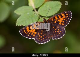 Attēlu rezultāti vaicājumam “Melitaea diamina upperside”