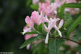 Attēlu rezultāti vaicājumam “Lonicera tatarica”