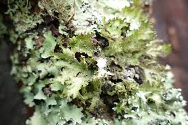 Attēlu rezultāti vaicājumam “Tuckermannopsis chlorophylla”