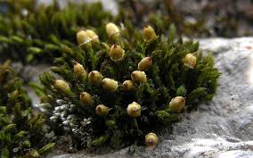 Attēlu rezultāti vaicājumam “Orthotrichum cupulatum var. riparium”