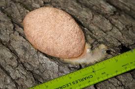 Attēlu rezultāti vaicājumam “Fuligo septica cf. rufa spores”