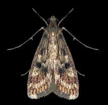 Attēlu rezultāti vaicājumam “Crambidae”