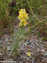 Attēlu rezultāti vaicājumam “Linaria loeselii flower”