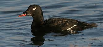 Attēlu rezultāti vaicājumam “Melanitta fusca male”